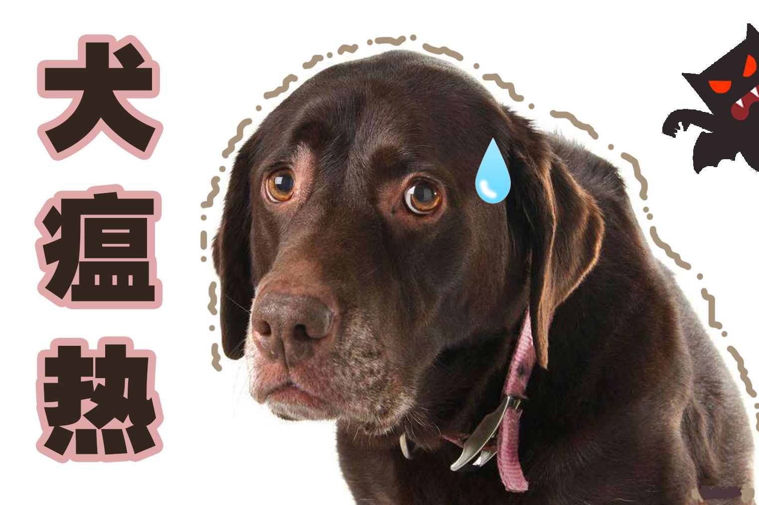 （1）犬瘟热（CD）-新编犬猫疾病诊疗图谱-图片