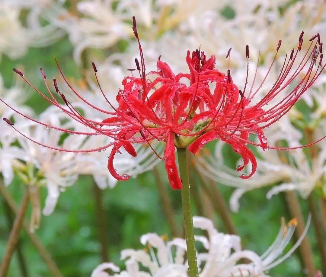 除了常见的赤红色彼岸花,幸手所种植的品种中,也拥有极稀有珍贵的白色