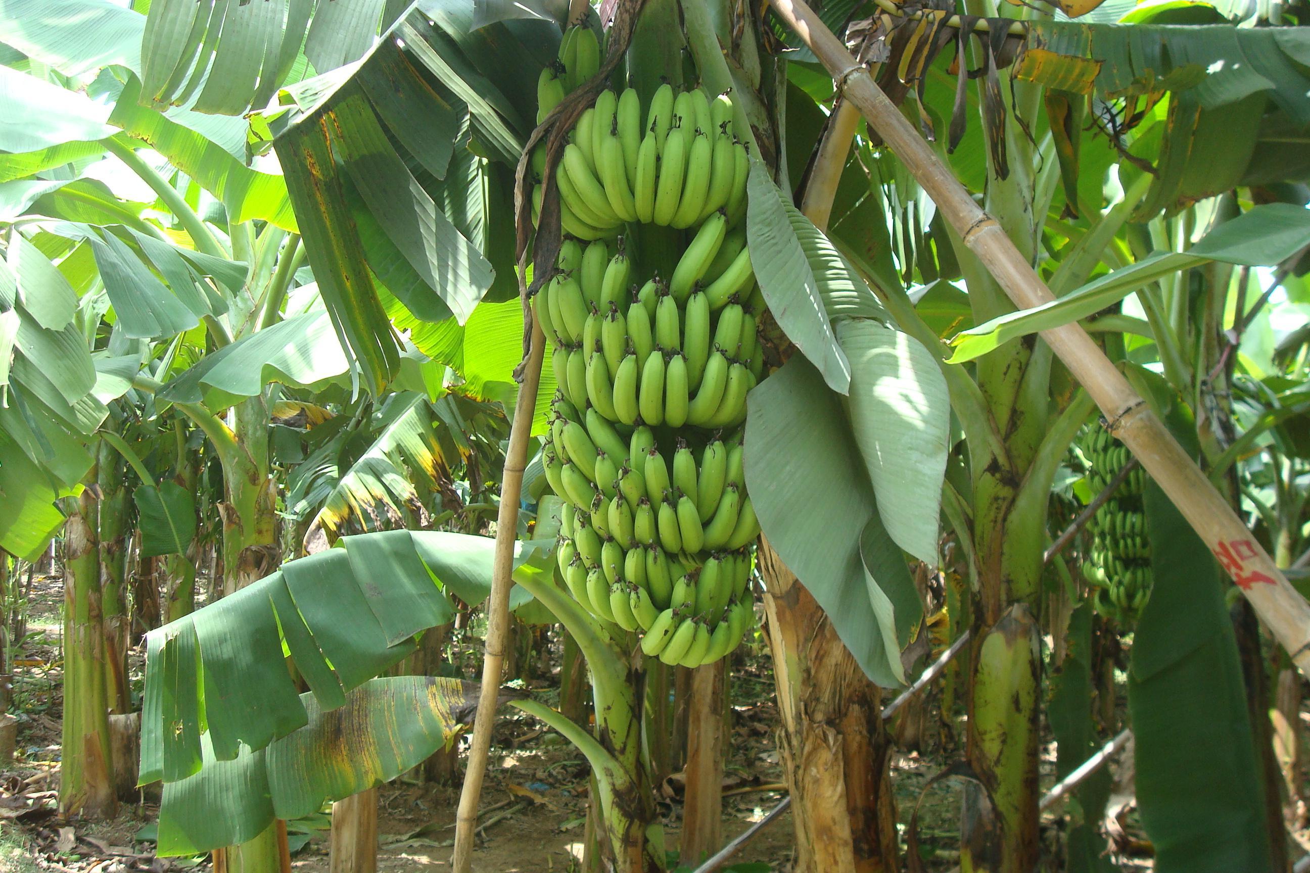 辰颐物语云南威尼斯香蕉：绿皮香蕉，自然熟，更香甜！ - 知乎