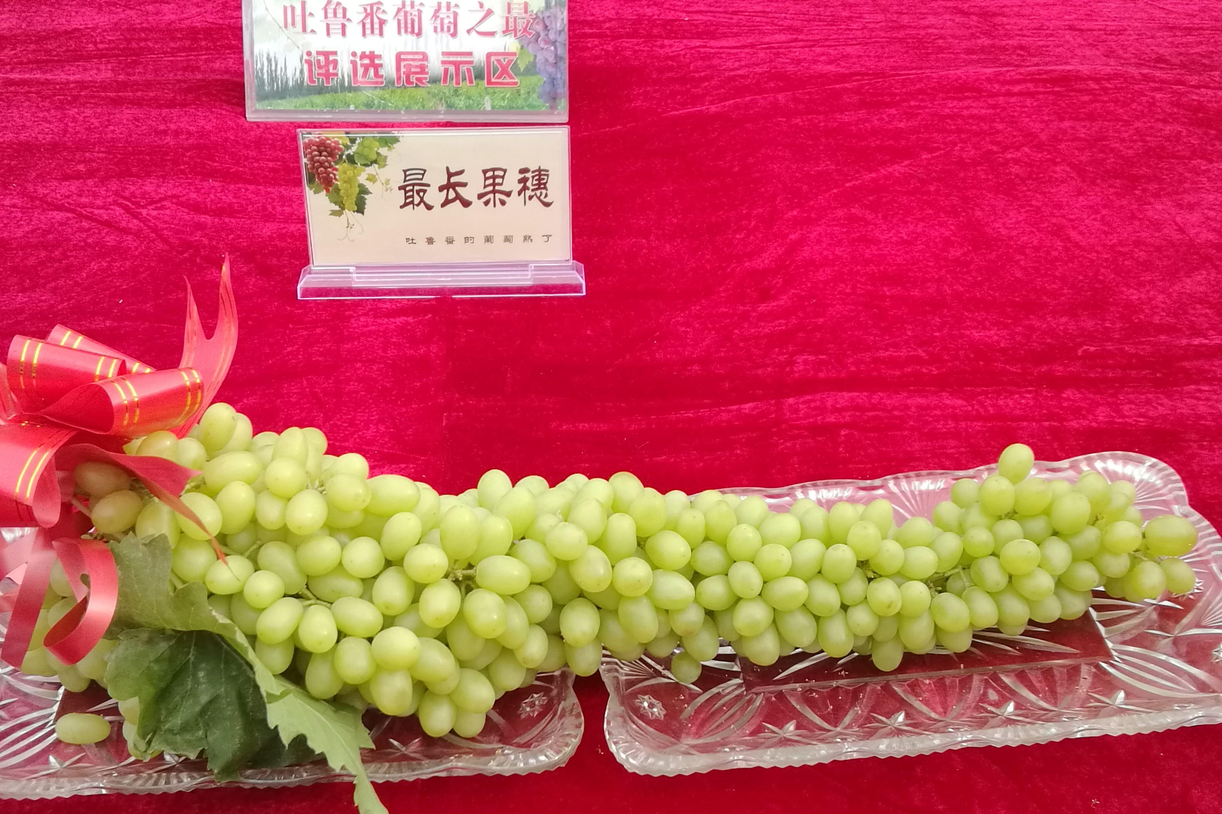 新疆鲜食葡萄种植产地品种分析 | 国际果蔬报道