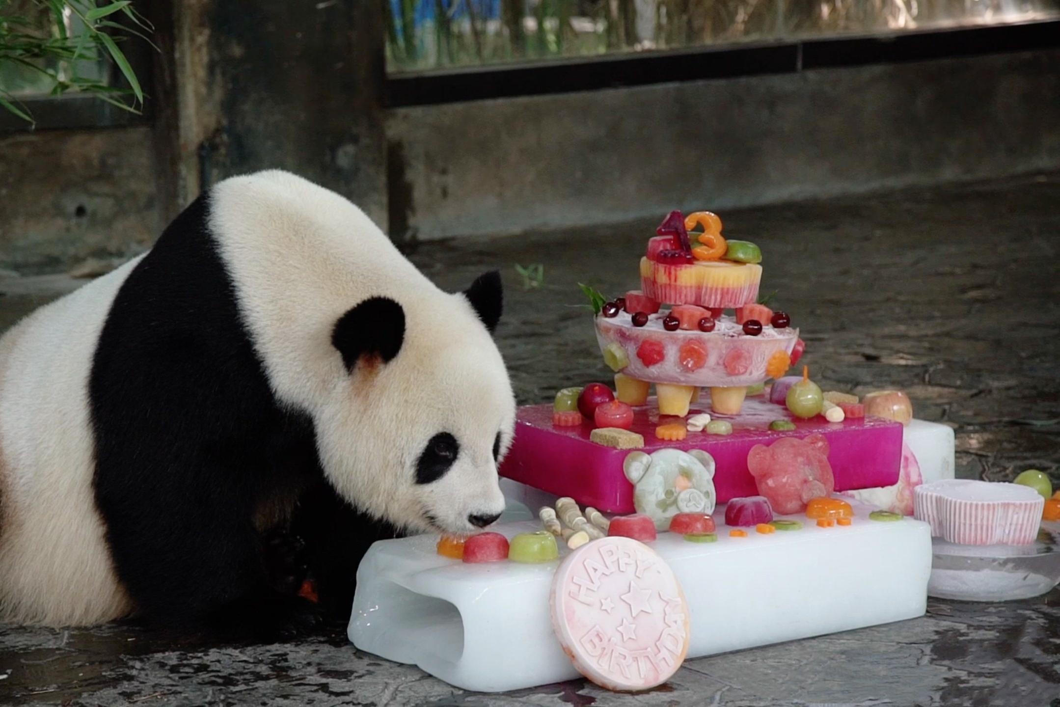 旅日大熊猫旦旦庆祝25岁生日 收获冰蛋糕礼物吐舌卖萌