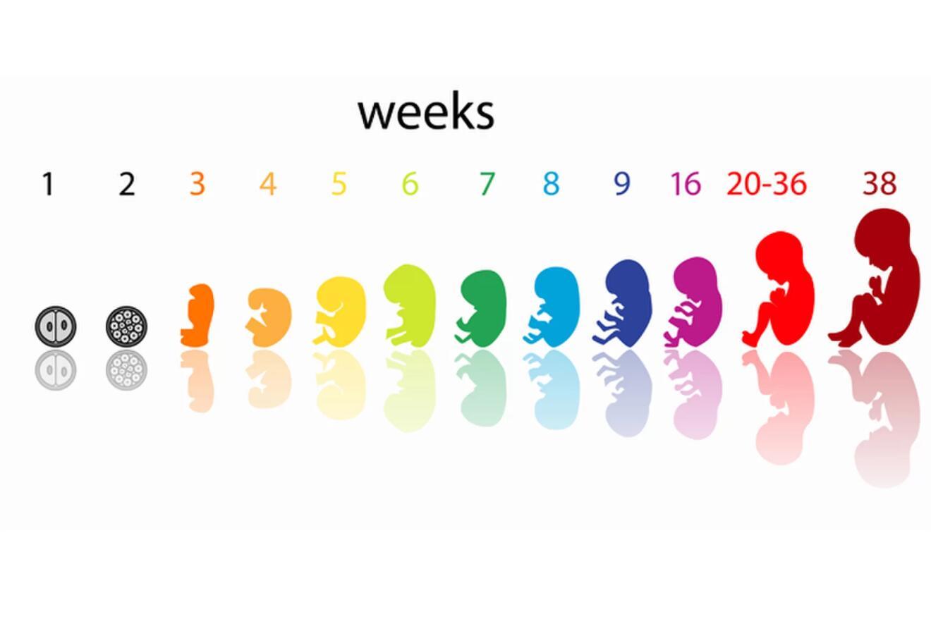 新手爸妈必看！孕期1-40周胎儿发育过程&准妈妈身体变化（多图） - 知乎