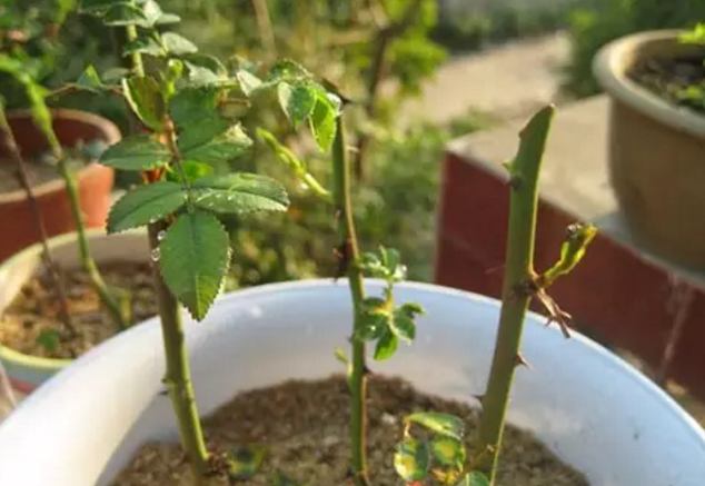 玫瑰花这样扦插,来年就生一大盆