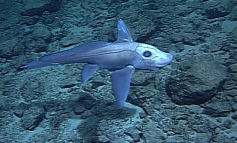 鬼鲨是鲨鱼的远亲,灭绝3.3亿年后,它居然又出现在夏威夷海岸
