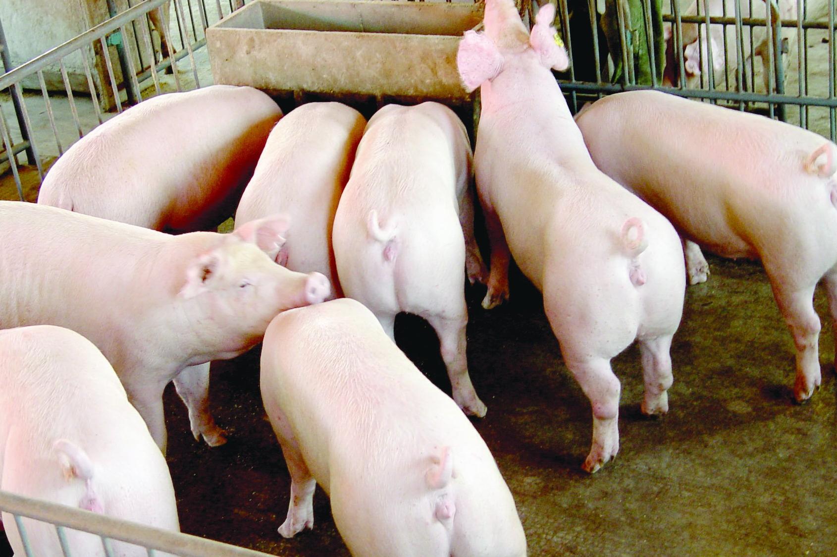 一个母猪一年能生几窝？ —【发财农业网】