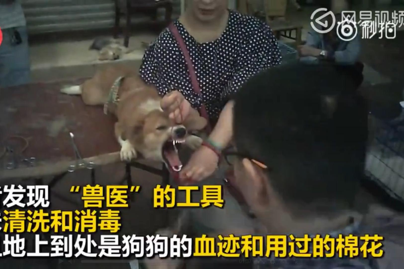我国每年近4000万人被猫狗咬伤，狂犬病病死率高达……_深圳新闻网