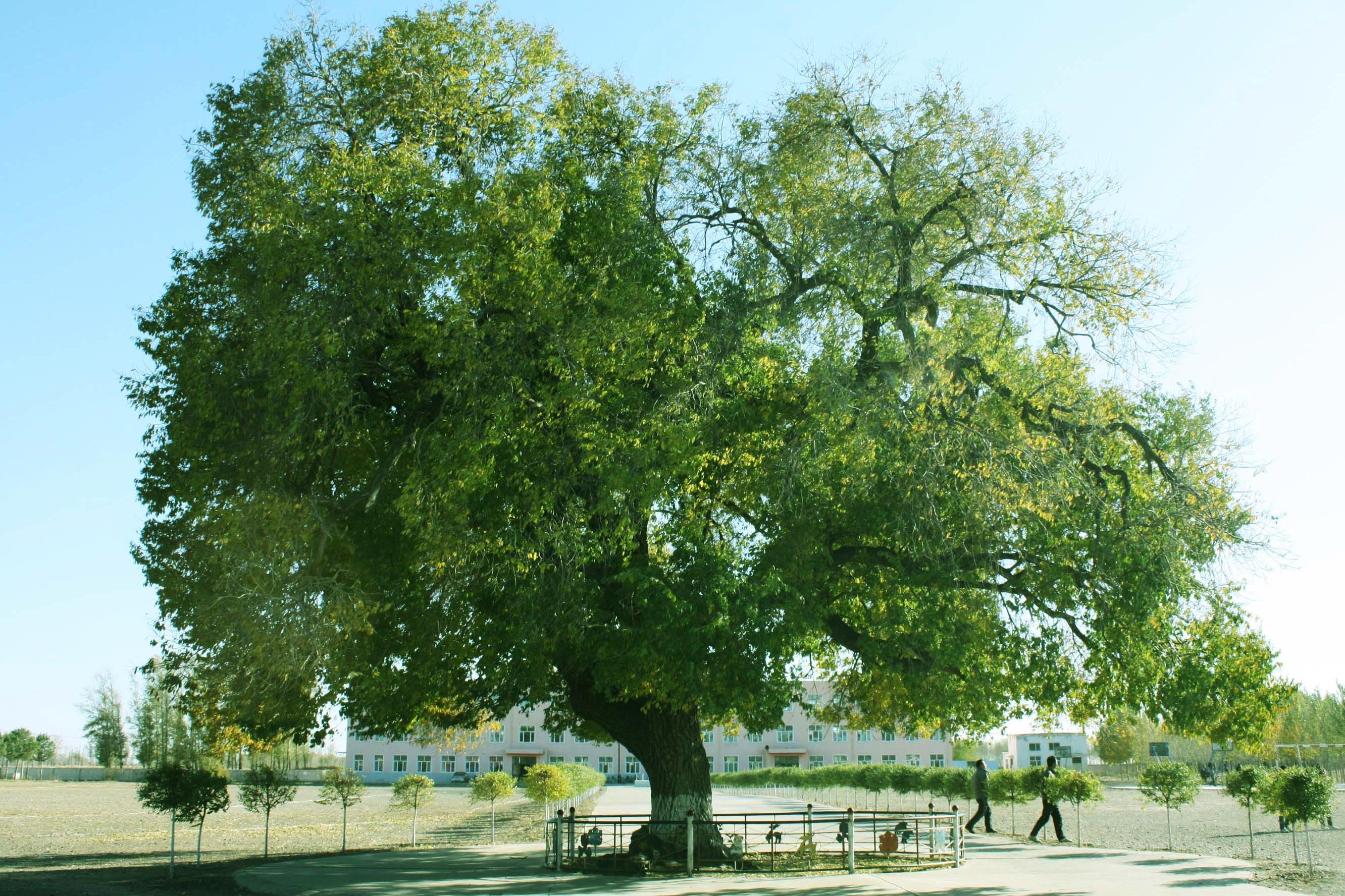 宿州资讯:老照片唤起宿城人旧记忆;百年榆树竟在大