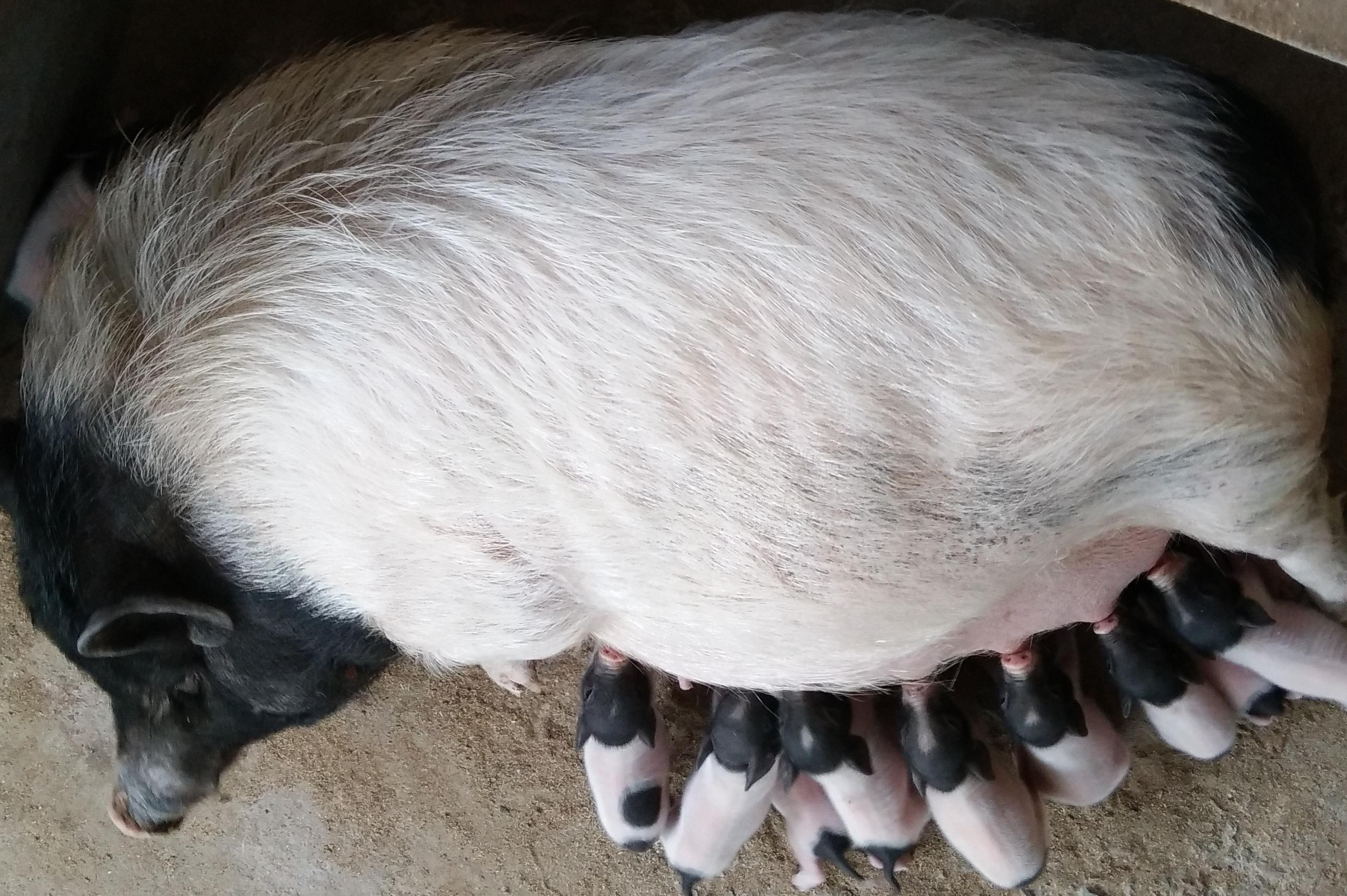 多普勒彩色兽用B超机对母猪妊娠的检测 - 哔哩哔哩