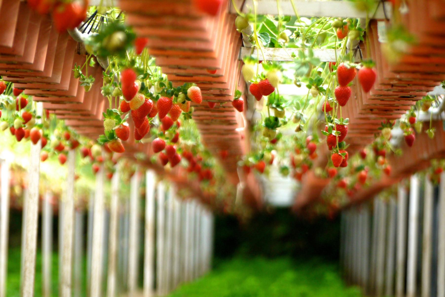 盆栽草莓怎麼養-養花網