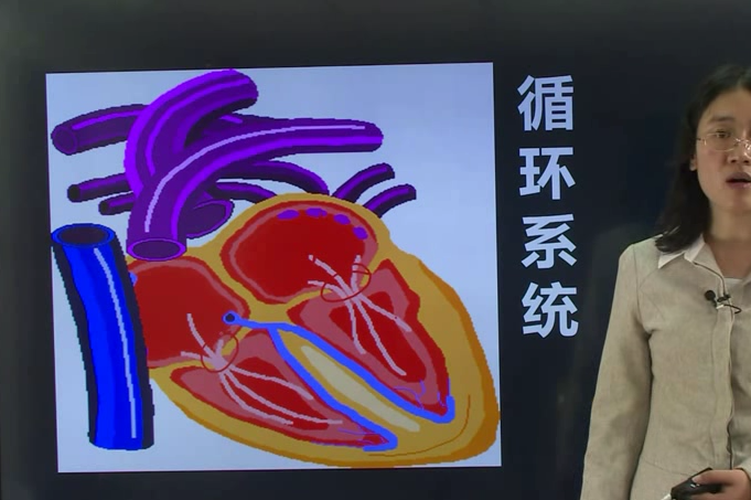 2018年护士资格证考试(循环系统生理解剖)_手机搜狐网