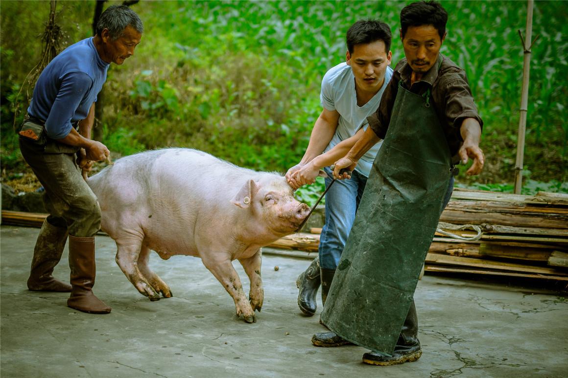 农村杀猪匠 一天免费给村民杀五头猪|村民|农村|免费_新浪新闻