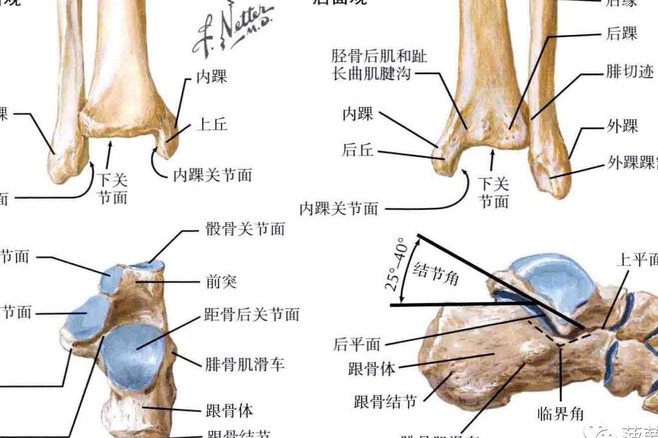 一,踝关节解剖结构