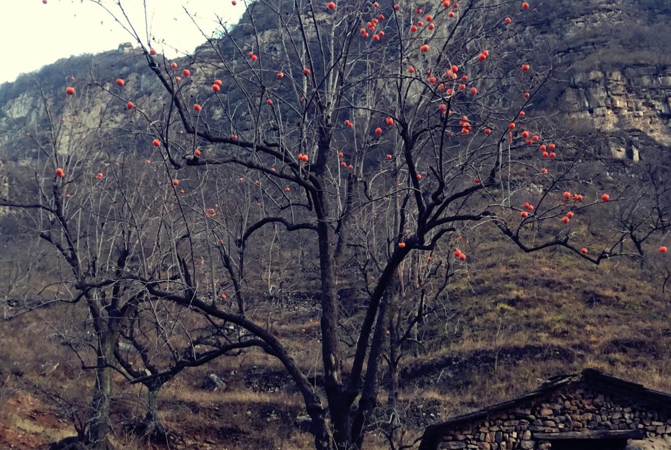 老屋已经荒废在山里了,屋后有几棵柿子树