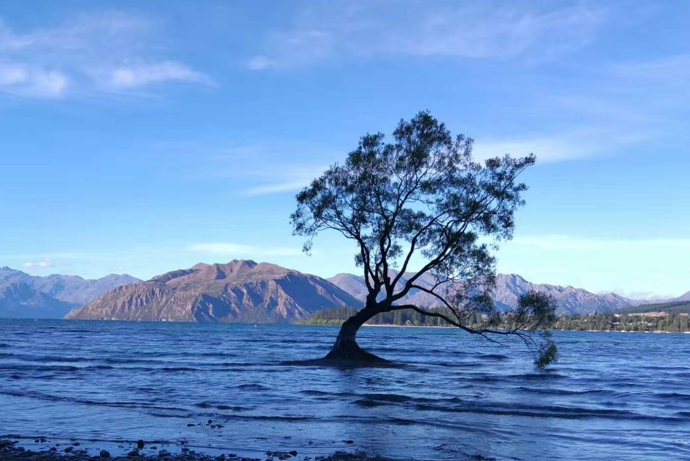 新西兰 瓦纳卡湖 “网红”之树-中关村在线摄影论坛