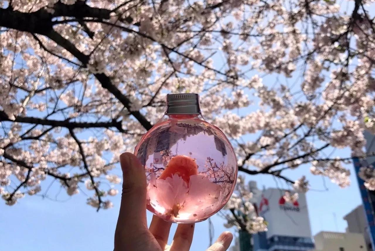 赏樱不如食樱！高颜值日本樱花季美食来袭