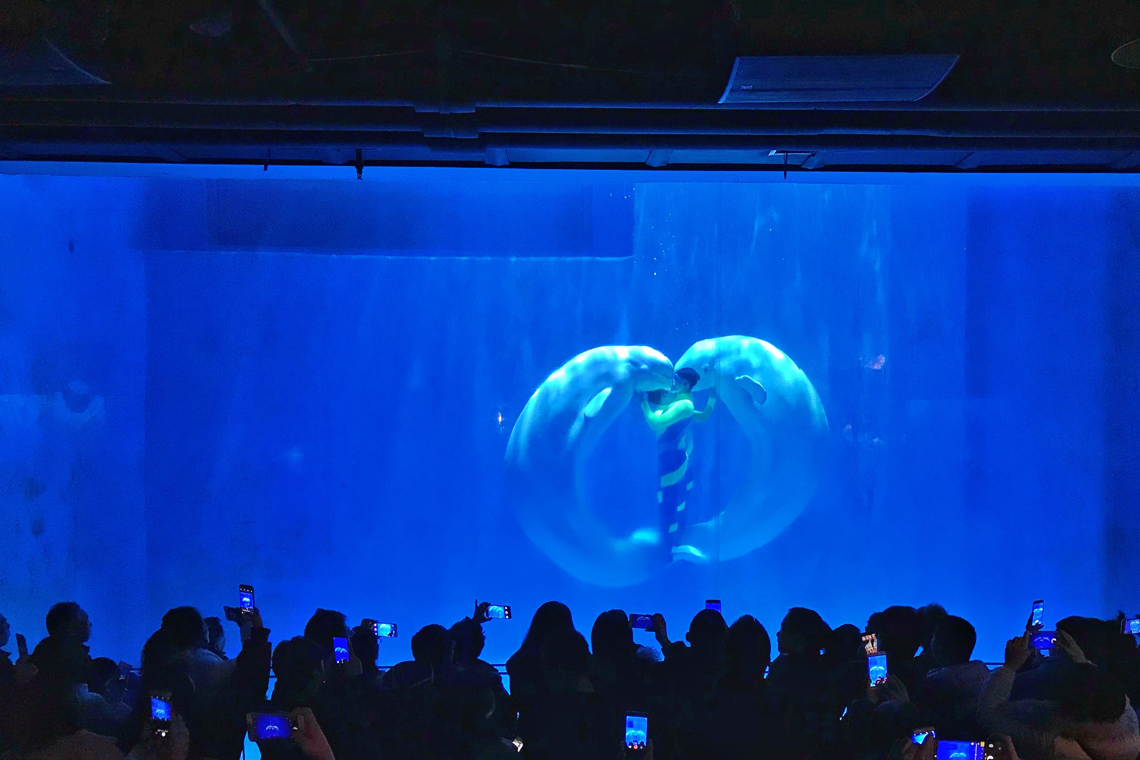 世界首创“四鲸秀”在哈尔滨极地公园震撼上演_白鲸_表演_游客