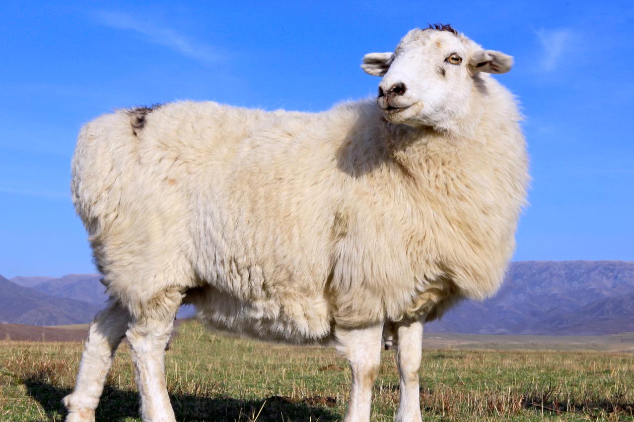 一只母羊和她的两只羔羊图片免费下载-5090421347-千图网Pro