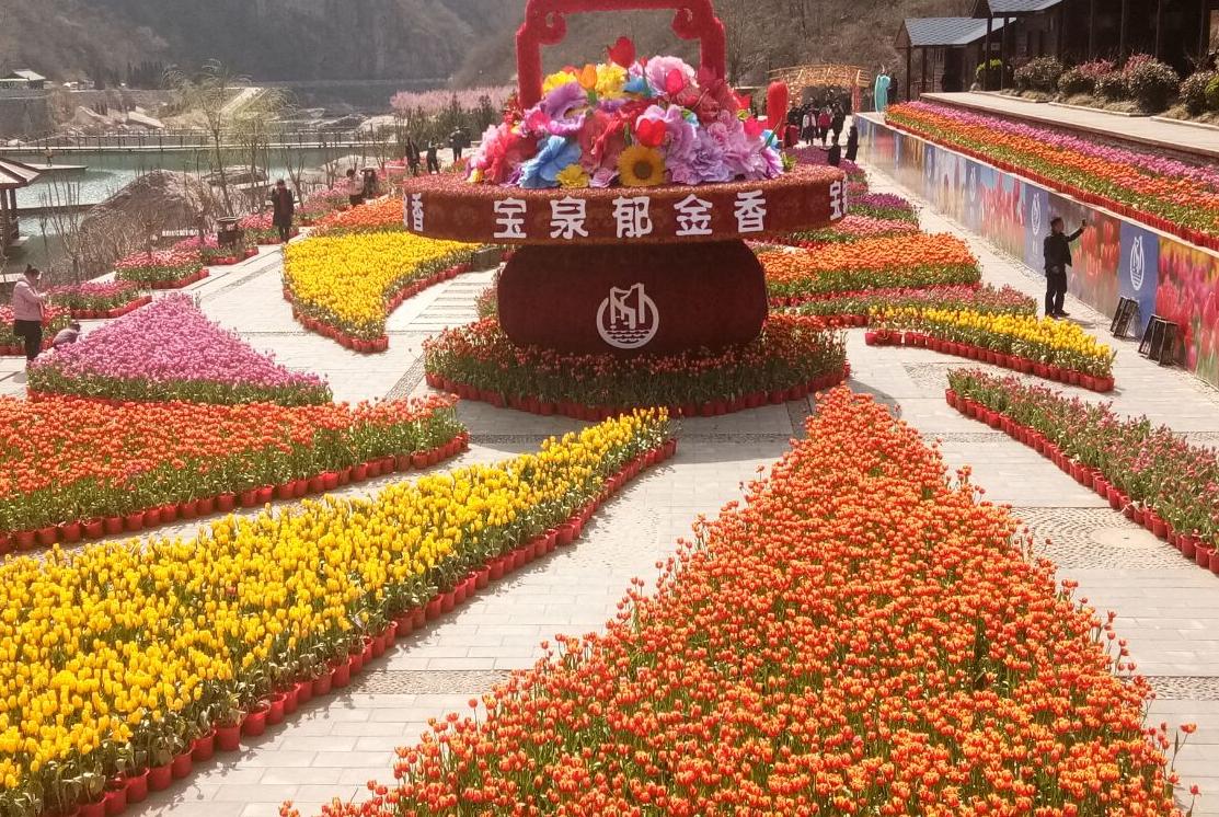 新乡宝泉山地郁金香踏青赏花节启动仪式隆重举行