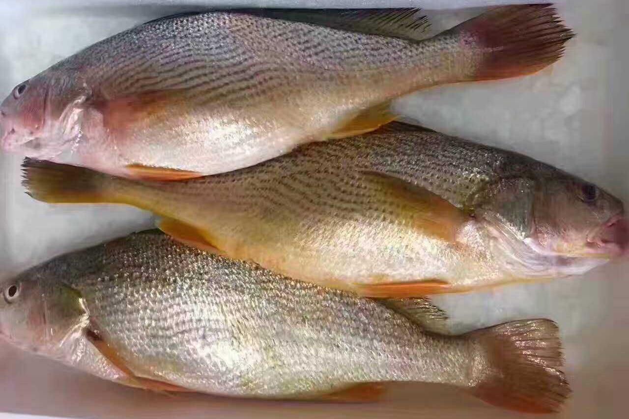 请问这是什么鱼，产自云南澜沧江流域的江河里。求学名和俗称。_百度知道