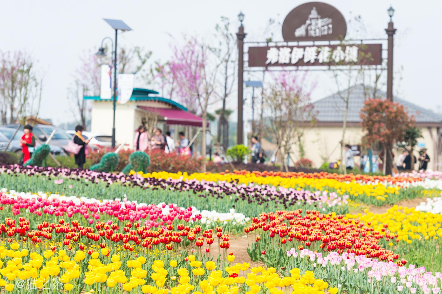 武汉花博汇除了26万平的四季花海和浪漫的樱花村供赏花拍照外|四季花海|博汇|樱花_新浪新闻