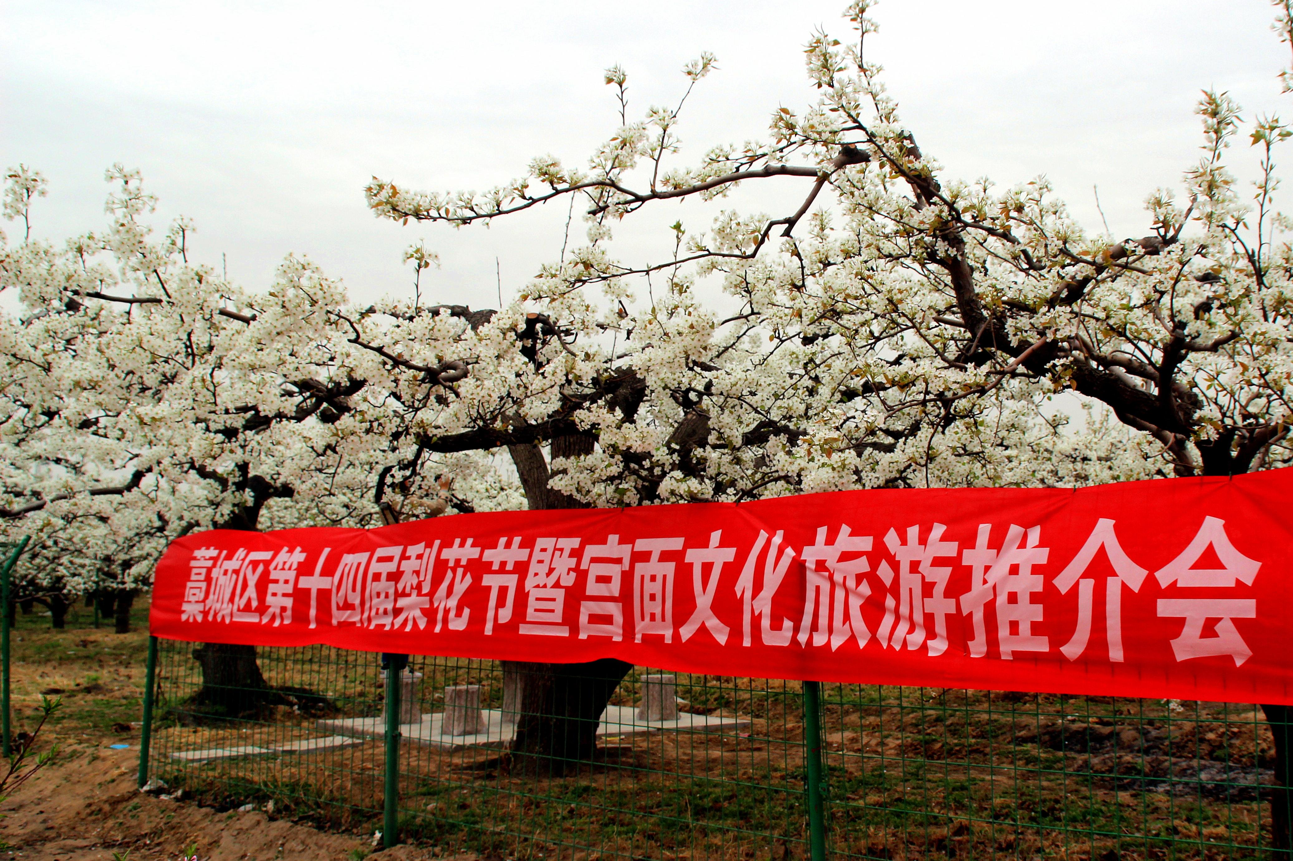 开屏新闻-【赏春地图】春天，去大理奇峰村赶一场梨花会