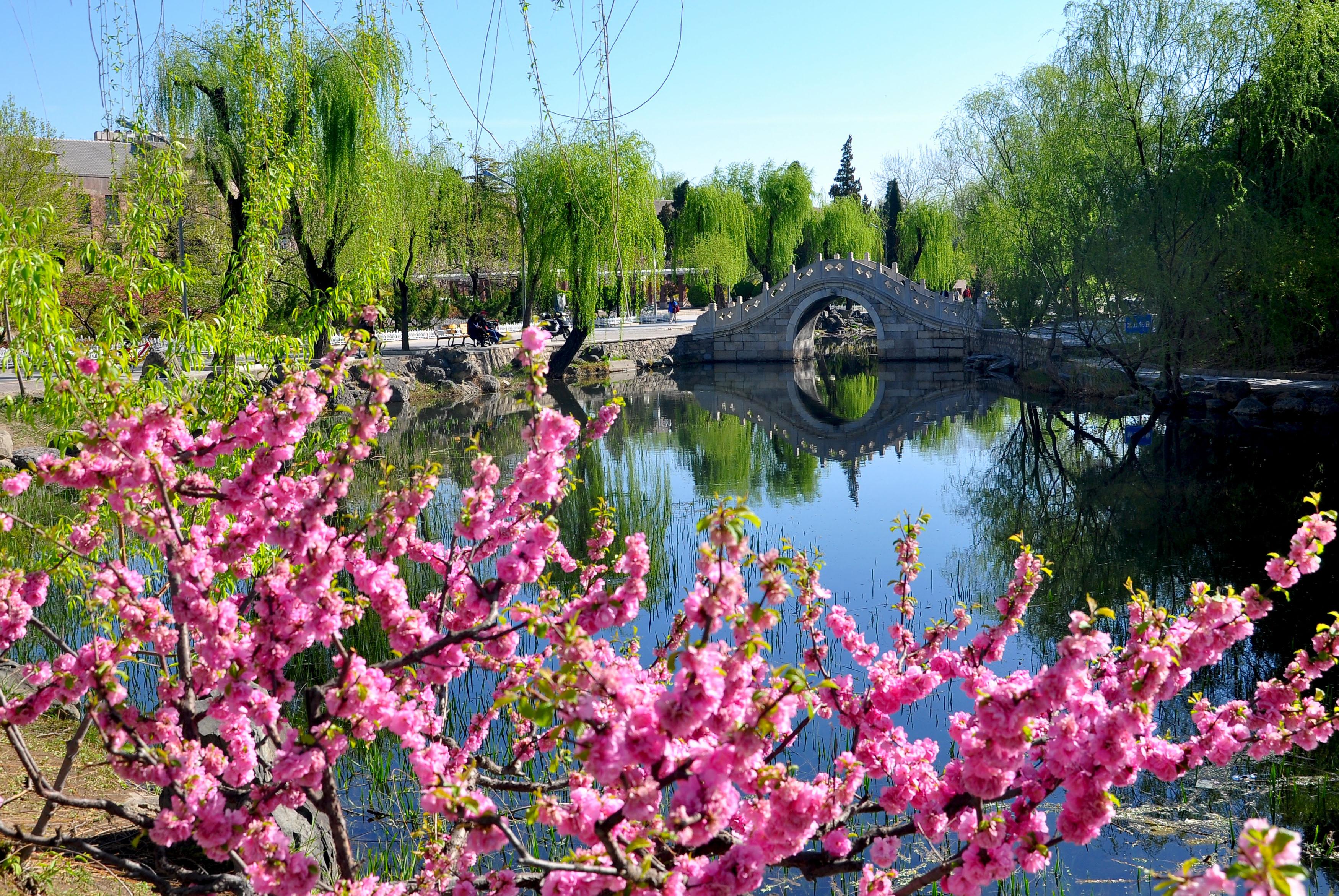 花水木,_大山谷图库