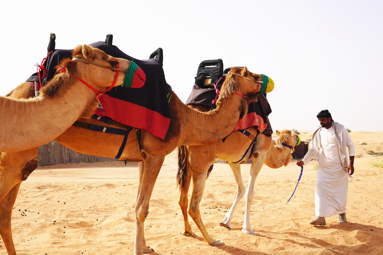 王冠 阿拉伯骆驼 动物 - Pixabay上的免费照片 - Pixabay