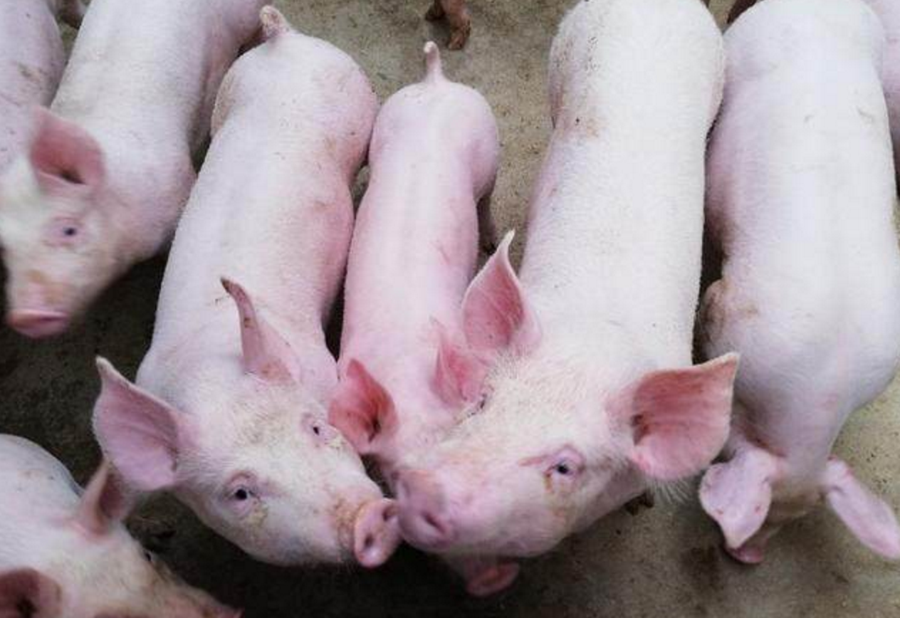 100,000+张最精彩的“大肚猪”图片 · 100%免费下载 · Pexels素材图片