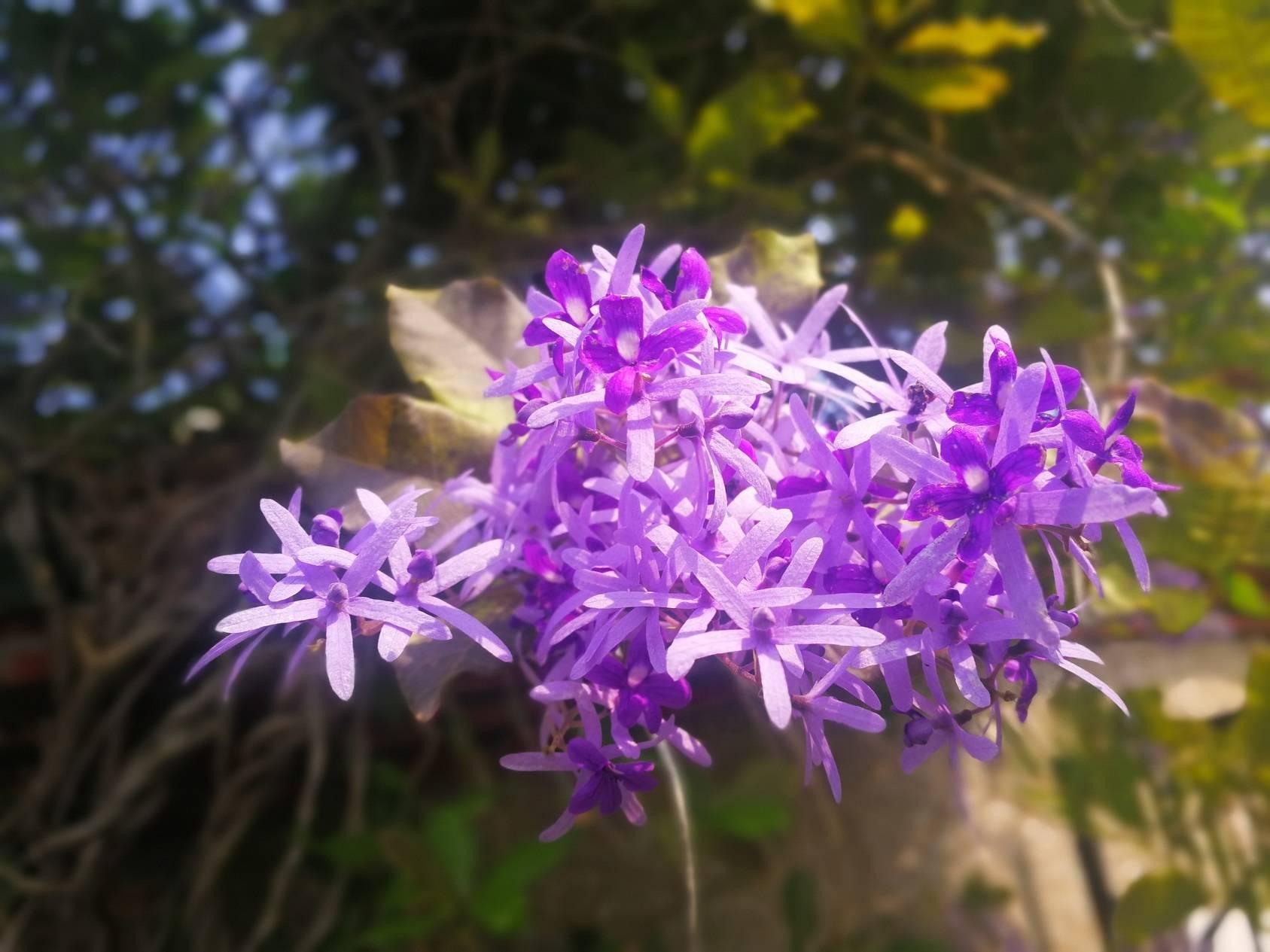 蓝花藤的诱惑,女生们对藤蔓,蓝紫色,亮片,情有独钟,无法抵抗