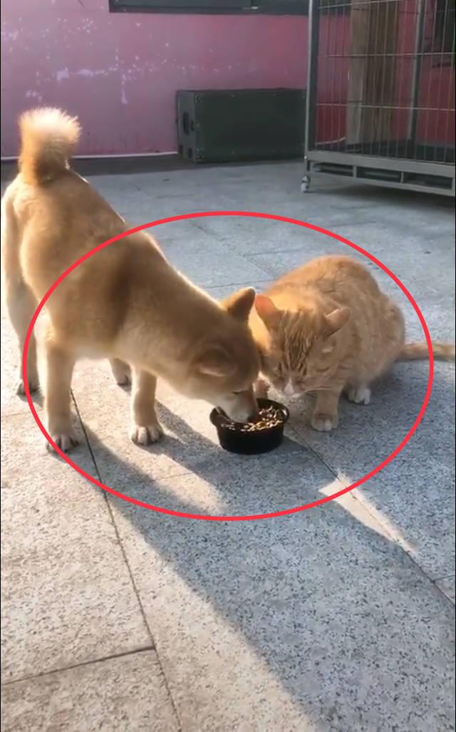 抢着吃的饭最香，猫：你为啥吃我的猫粮？狗：因为你吃了我的狗粮 6409