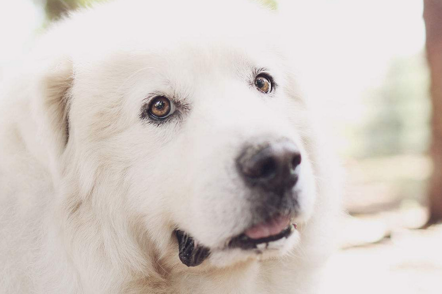 养大白熊犬是怎样的体验？同时拥有忠诚的护卫和贴心的玩伴