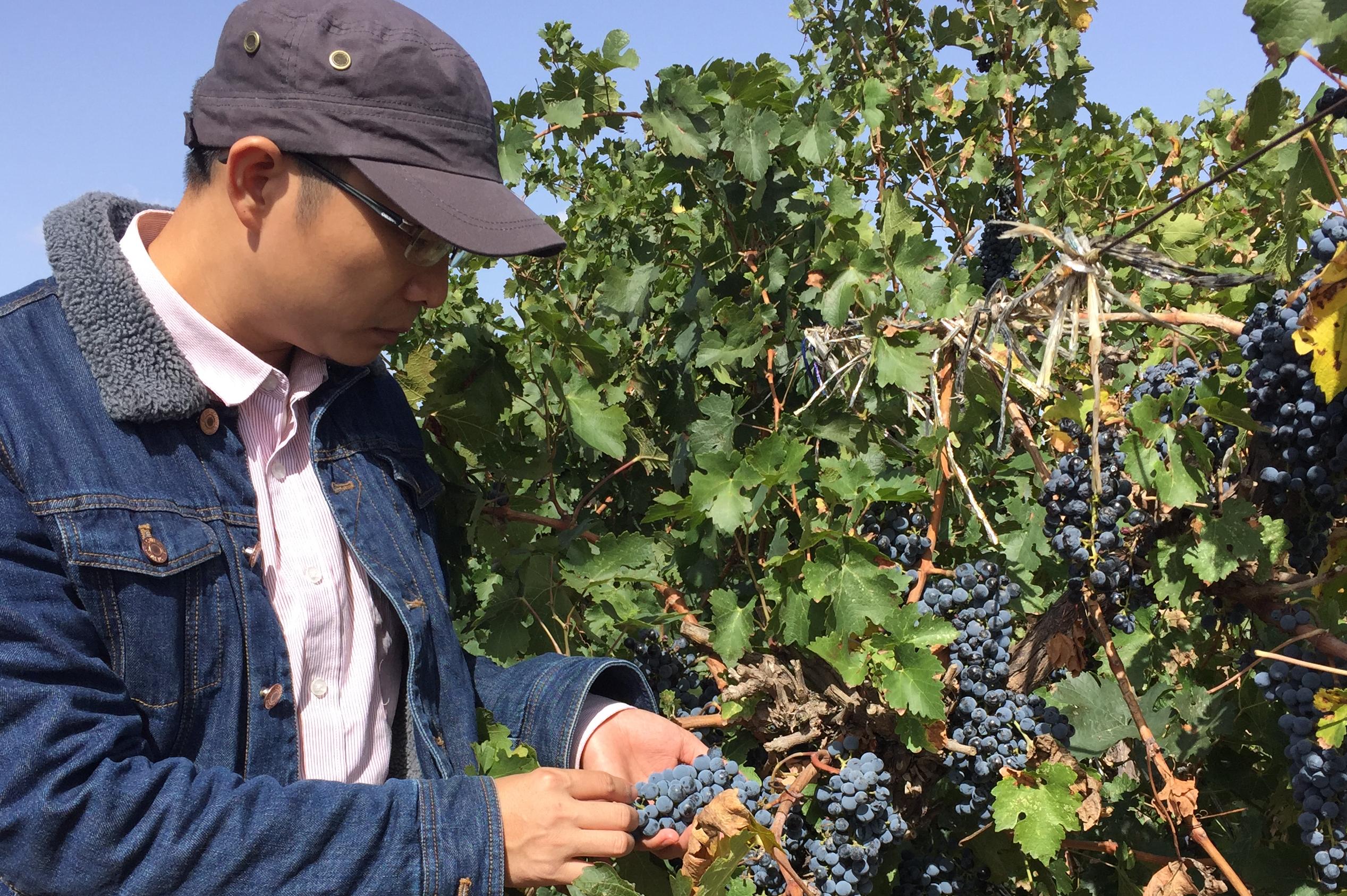 佛冈本地人竟然酿出了金奖葡萄酒！而且只用1年就众筹了两百多吨葡萄