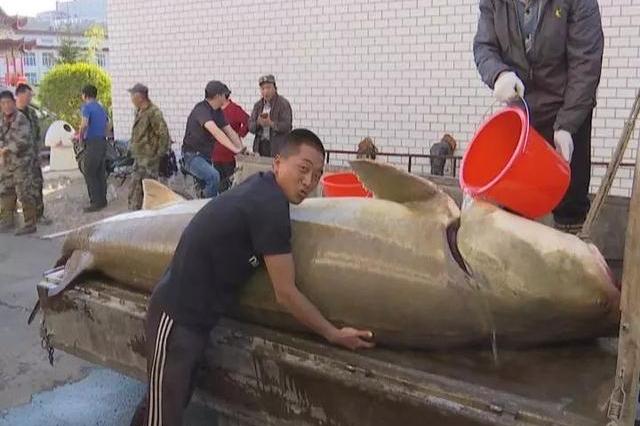 渔民捕获千斤重的百岁鲟鳇鱼,被水产部门收购,你猜花了多少钱