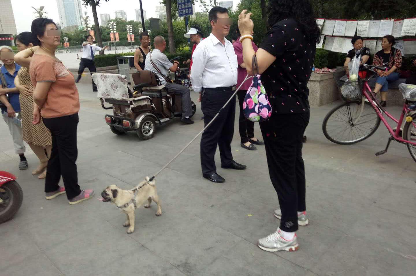 遛狗牵绳率超8成 刚刚发布的这份宁波文明养犬“成绩单”很亮眼