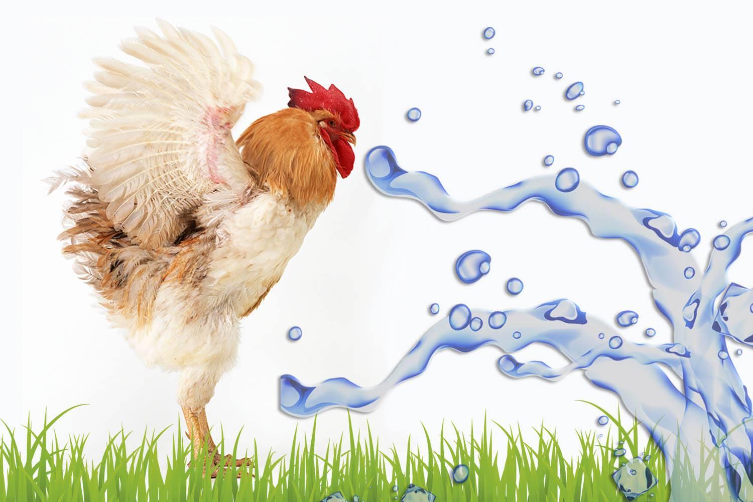 鸡的细菌性疾病——禽伤寒_黄绿色