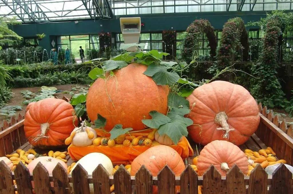 大连旅顺小南村【太空植物王国 蝶恋花蝴蝶园 挑战训练】