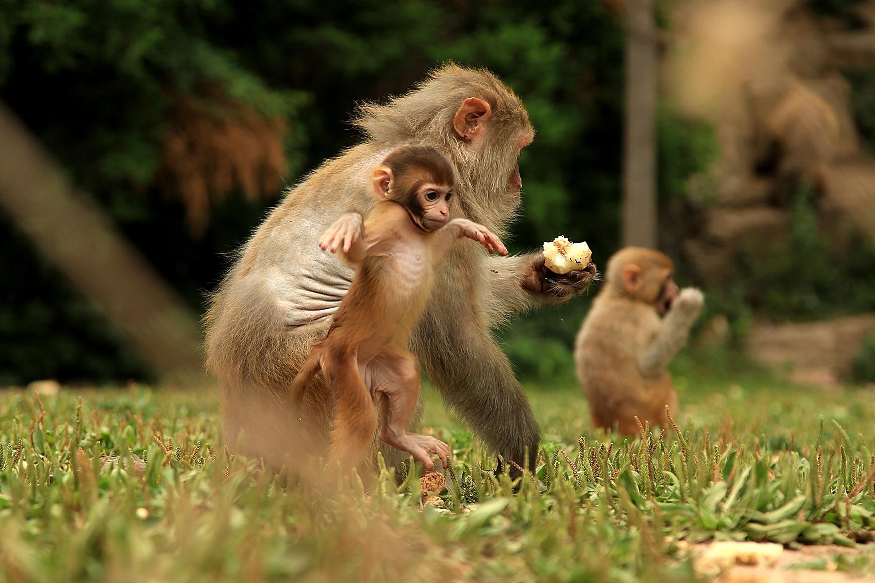 快乐的----猕猴》摄影图片】武汉森林公园生态摄影_祥子的图片视窗_太平洋电脑网摄影部落