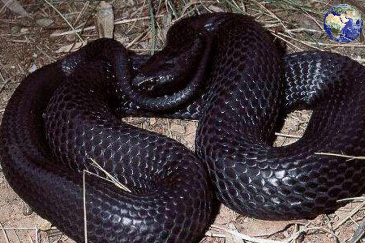Anaconda Largest Snake Ever Found