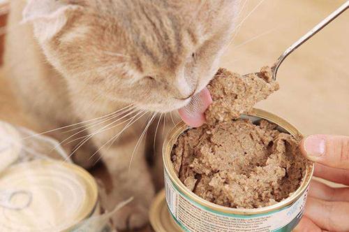 猫吃了主食罐头拉稀怎么办,猫吃主食罐头拉肚子