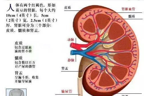 医学美图泌尿系统 10分钟搞定