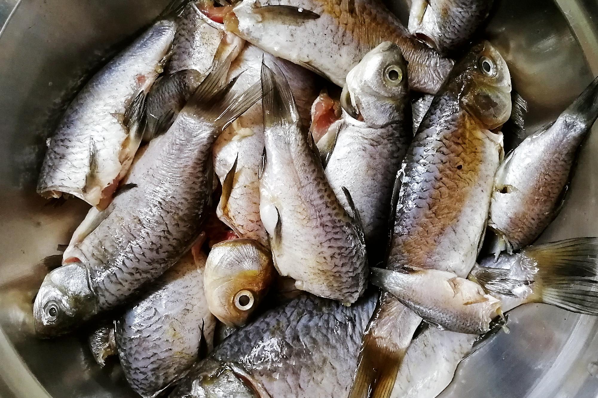 黄河鲤鱼-名特食品图谱-图片