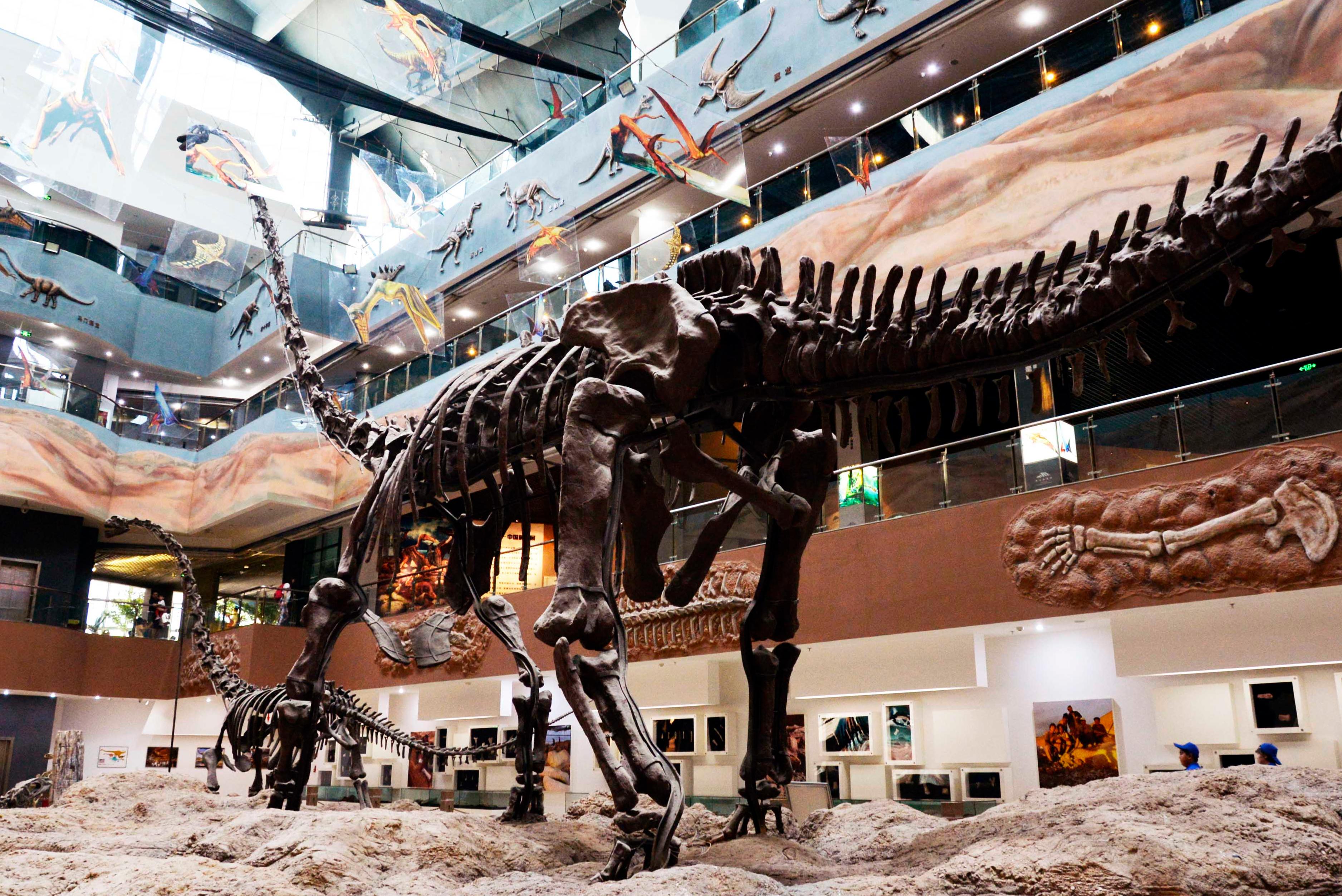 成都自然博物馆开馆 来这里看24米长的“巨无霸”恐龙化石 藏地阳光新闻网