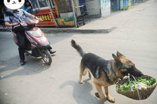 好心保安从业主手中救下德牧犬，这货为报恩每天买菜帮主人巡逻！ 2069