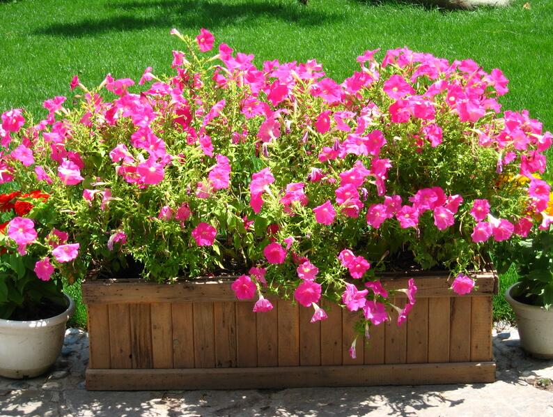 户外景观花箱和道路花箱种哪些植物比较合适?