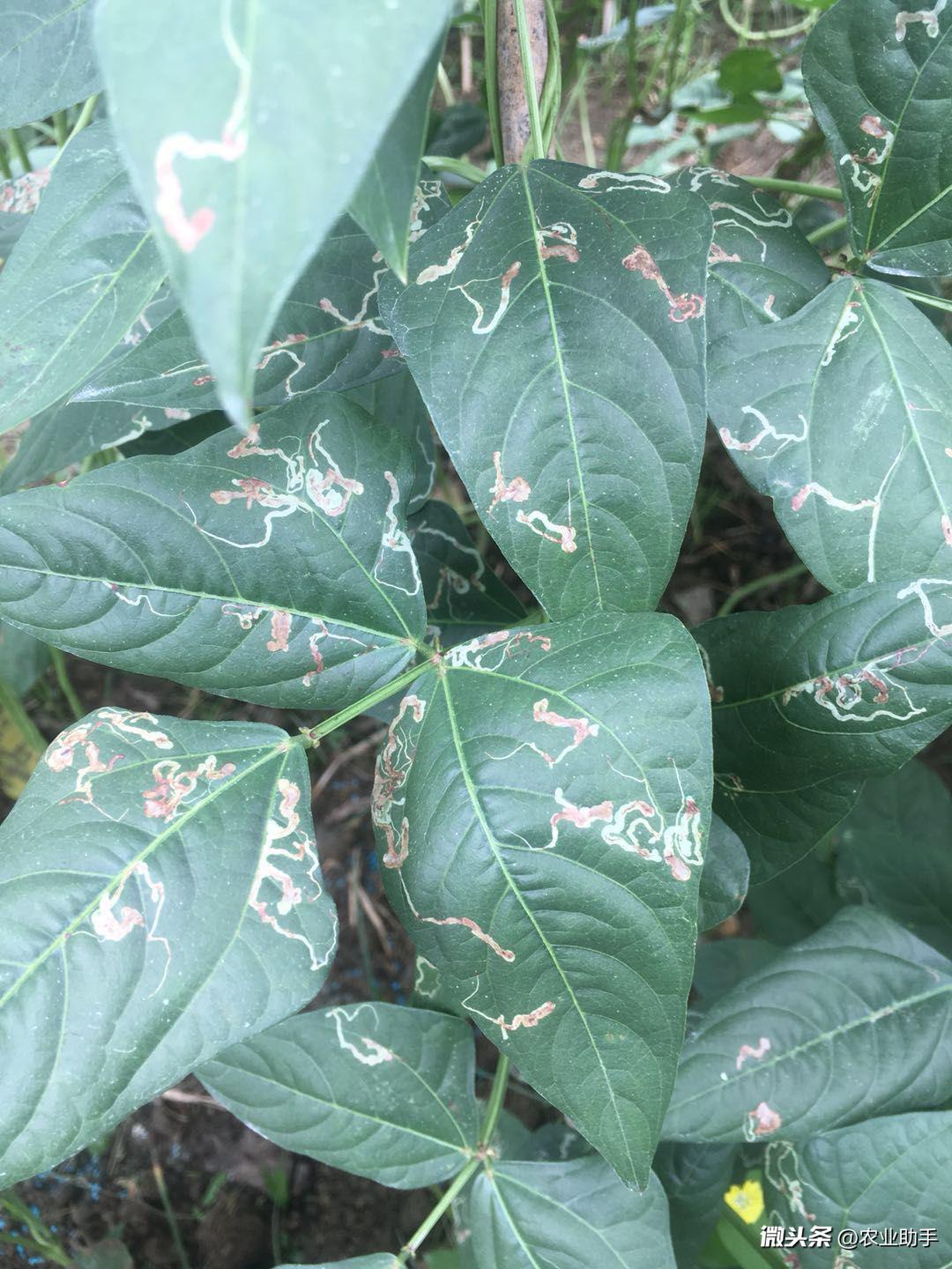 美洲斑潜蝇-丝瓜苦瓜西葫芦病虫害防治-图片