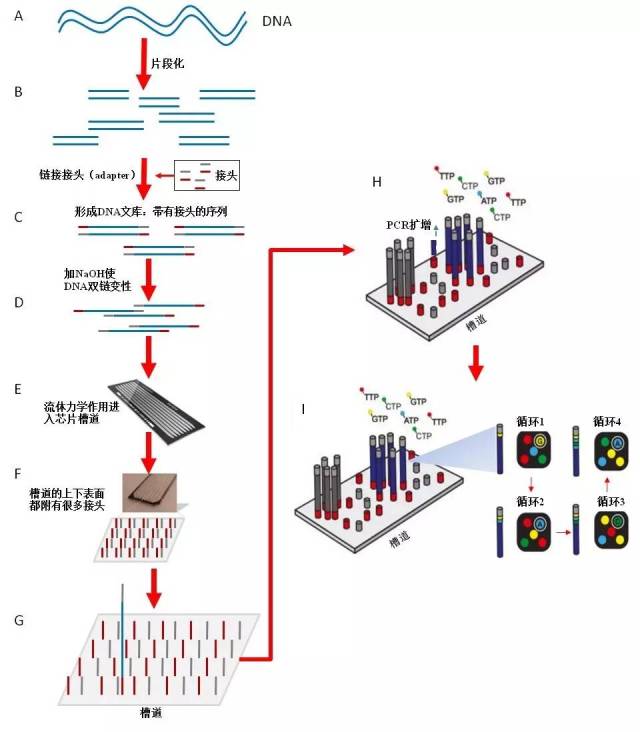 例如illumina/solexa genome analyzer測序技術[7],其技術原理和流程