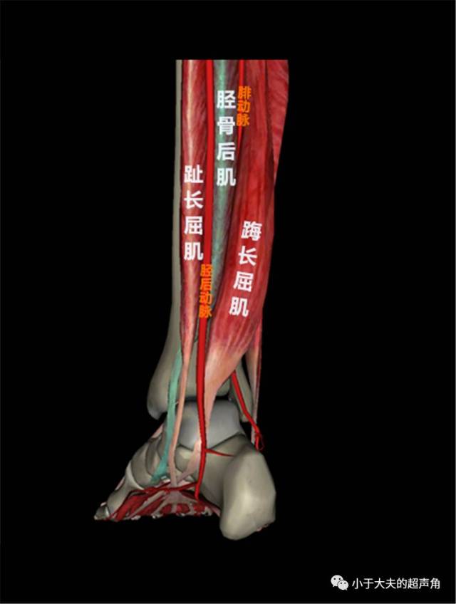 而趾长屈肌和踇长屈肌分别位于胫骨后肌的内侧和外侧,分别起自胫骨和