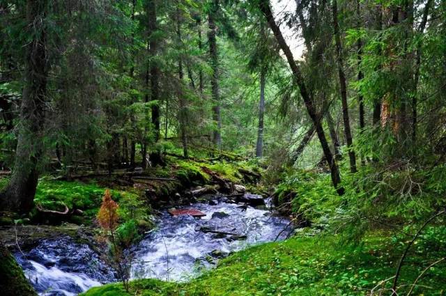 曲阜挪威森林图片