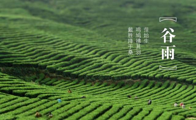 喝一碗谷雨茶,与春天告别|跟着唐诗去旅行no.48《乡村四月》