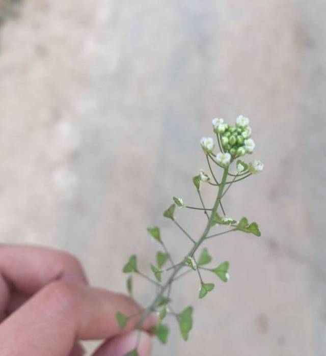 薺菜花和心形的果實.